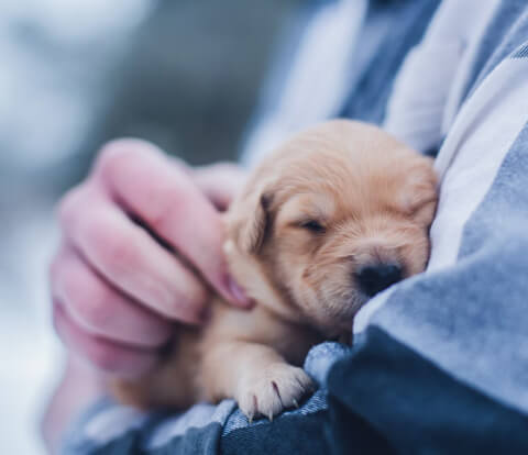 Brown puppy in the arms of a person